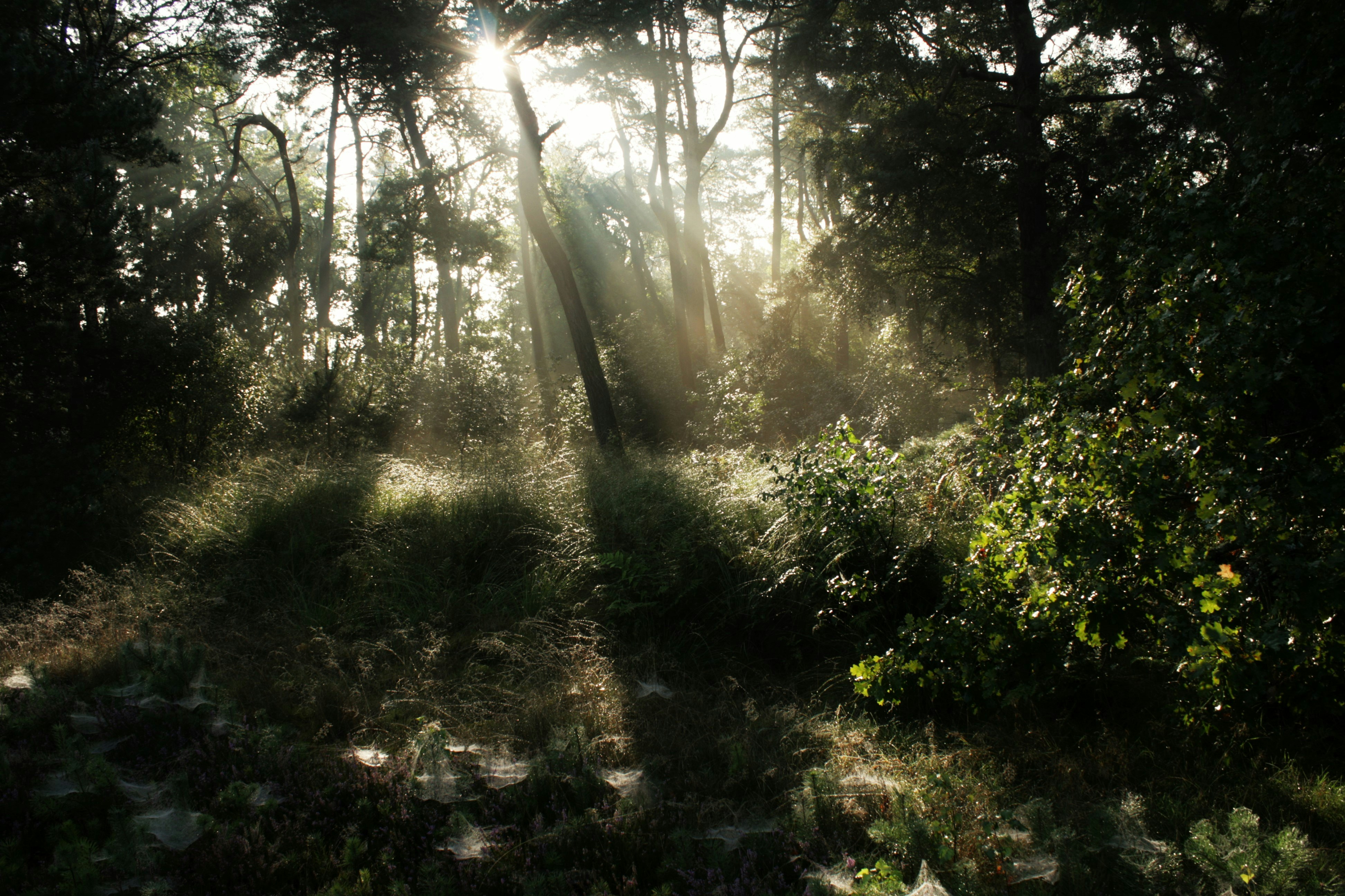 Free Unsplash photo from henk van wijk