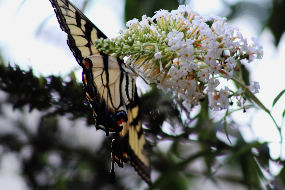 A large orangish white butterfly on white flowers.