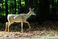 An okapi gracefully walking through dense green foliage with dappled sunlight filtering through the trees.