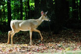 An okapi gracefully walking through dense green foliage with dappled sunlight filtering through the trees.