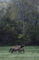 A group of deer grazes peacefully in a lush green meadow with tall trees forming a dense forest in the background. The scene is serene and natural, capturing wildlife in its habitat.