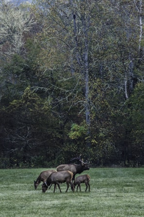 A group of deer grazes peacefully in a lush green meadow with tall trees forming a dense forest in the background. The scene is serene and natural, capturing wildlife in its habitat.