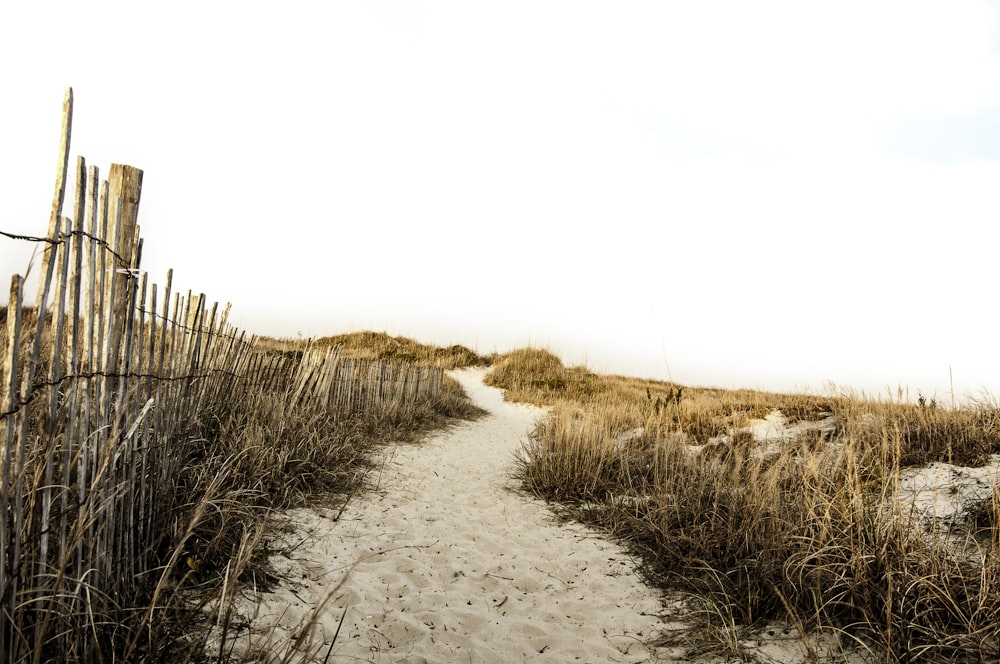 withered grass lined dirt road at daytime