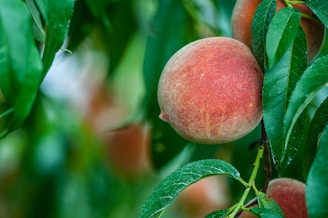 A ripe peach is hanging from a tree branch, surrounded by lush green leaves. The fruit exhibits a vibrant orange and pink hue with a slightly fuzzy texture.