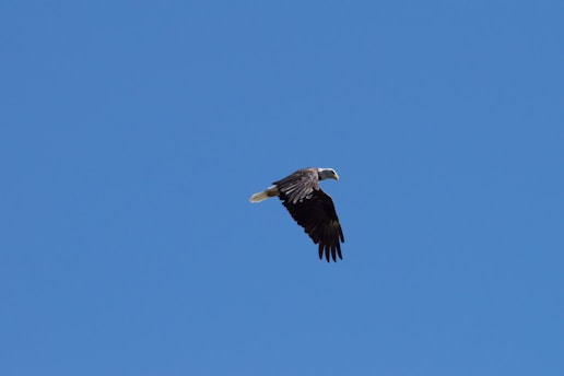 A bald eagle soaring gracefully over snow-capped mountain peaks under a clear blue sky.