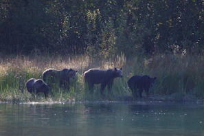 A group of Buddhabears sharing a quiet moment by a tranquil forest stream