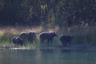 A joyful scene of cute bears playing together in a sunny meadow.