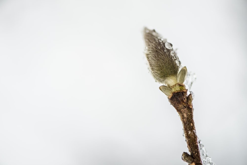 macro photography of green leaf