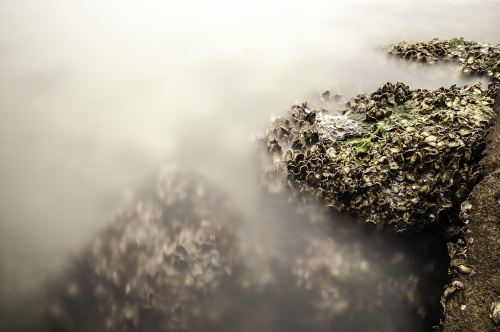 plant covered with fog