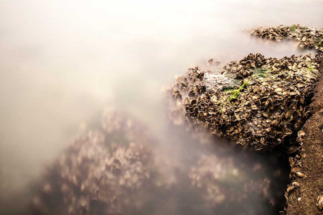 plant covered with fog