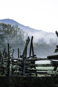 grey wooden fence overlooking the trees