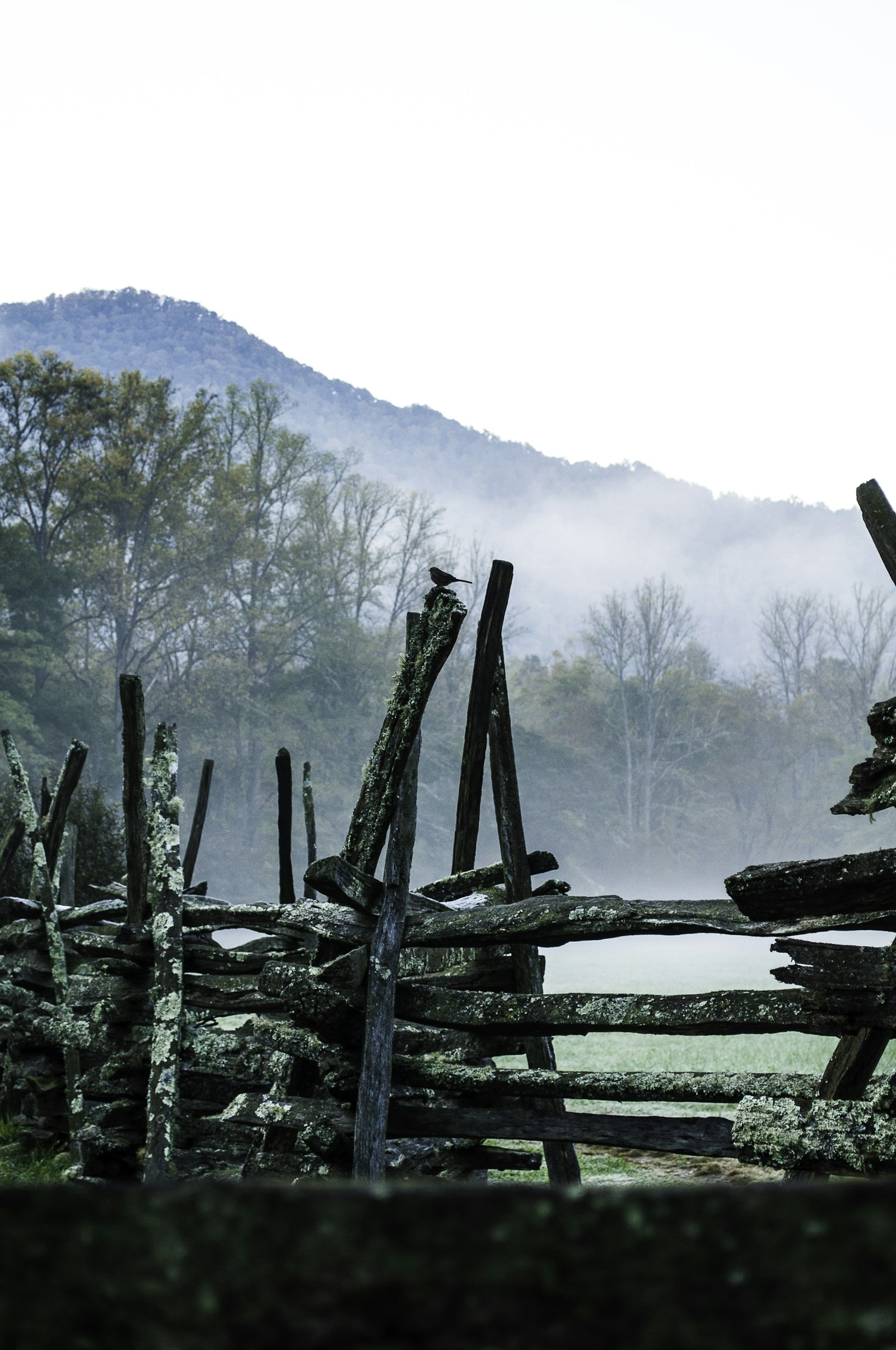 Nikon D300 + Nikon AF-S DX Nikkor 18-55mm F3.5-5.6G VR sample photo. Grey wooden fence overlooking photography