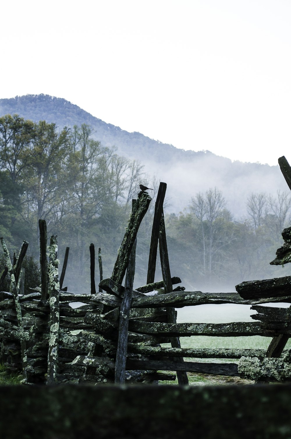 grey wooden fence overlooking the trees