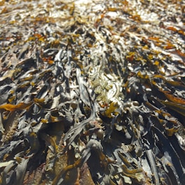 A dense layer of seaweed covers a surface, featuring long, ribbon-like strands in shades of brown and green. The texture appears glossy and wet, indicating a natural, marine environment.