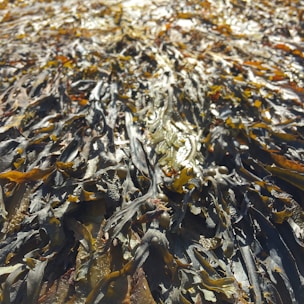 A dense layer of seaweed covers a surface, featuring long, ribbon-like strands in shades of brown and green. The texture appears glossy and wet, indicating a natural, marine environment.