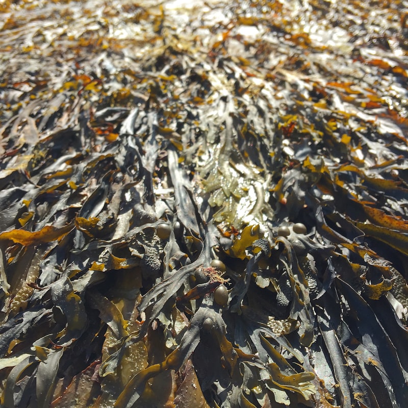 Seaweed | Guaranteed Healthy Organic Compost With Natural Ingredients