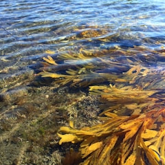 A close-up view of underwater marine vegetation with greenish and brownish seaweed visible through clear, shallow water. The water surface has gentle ripples, and the seabed is covered with rocks and smaller plants.