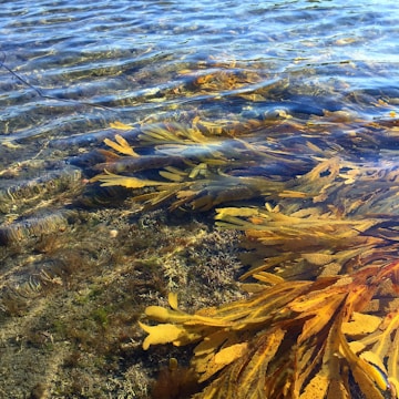 A close-up view of underwater marine vegetation with greenish and brownish seaweed visible through clear, shallow water. The water surface has gentle ripples, and the seabed is covered with rocks and smaller plants.