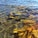 A close-up view of underwater marine vegetation with greenish and brownish seaweed visible through clear, shallow water. The water surface has gentle ripples, and the seabed is covered with rocks and smaller plants.