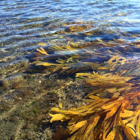 A close-up view of underwater marine vegetation with greenish and brownish seaweed visible through clear, shallow water. The water surface has gentle ripples, and the seabed is covered with rocks and smaller plants.