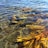 A close-up view of underwater marine vegetation with greenish and brownish seaweed visible through clear, shallow water. The water surface has gentle ripples, and the seabed is covered with rocks and smaller plants.