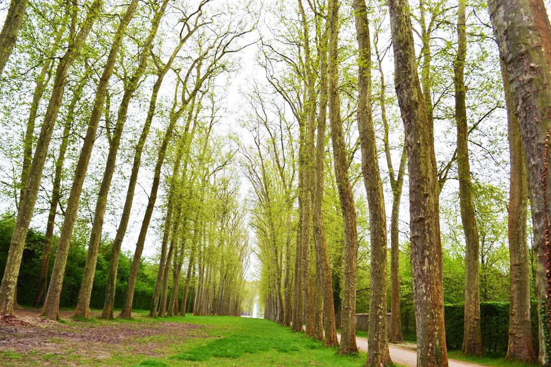 Forest photo spot Versailles Jardins du Château de Versailles