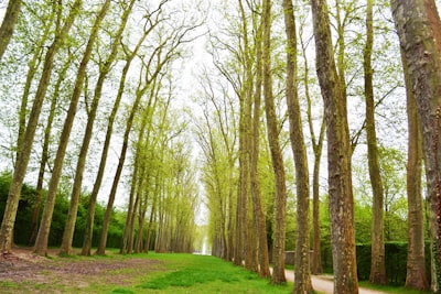 brown trees field under white sky