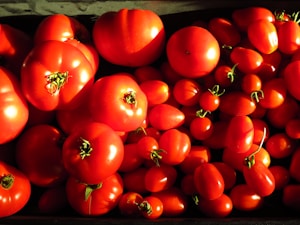 Tomates maduros