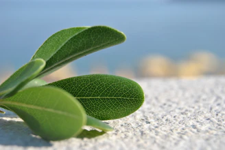 A serene close-up of richly textured green leaves layered against smooth, white marble surfaces.
