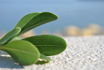 Close-up of olive green leaves gently resting on a beige fabric background.
