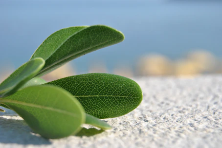 A serene close-up of richly textured green leaves layered against smooth, white marble surfaces.