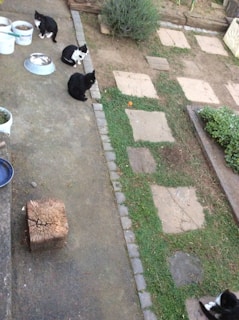 A group of black and white cats sit and wander on a stone-paved area in a garden. Several white buckets and a metal bowl are placed near them. The ground is a mix of concrete and grassy patches with stepping stones, and there's a wooden block near the left side.