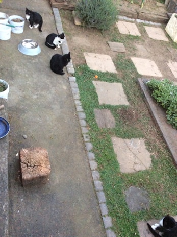 A group of black and white cats sit and wander on a stone-paved area in a garden. Several white buckets and a metal bowl are placed near them. The ground is a mix of concrete and grassy patches with stepping stones, and there's a wooden block near the left side.