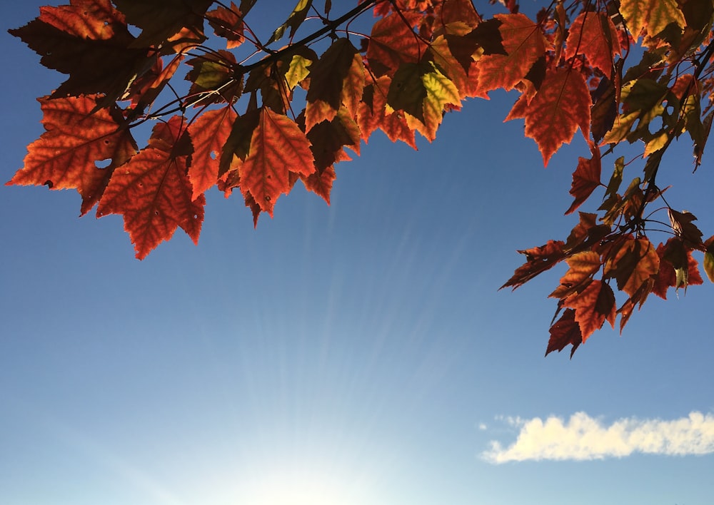 orange maple leaves during daytime