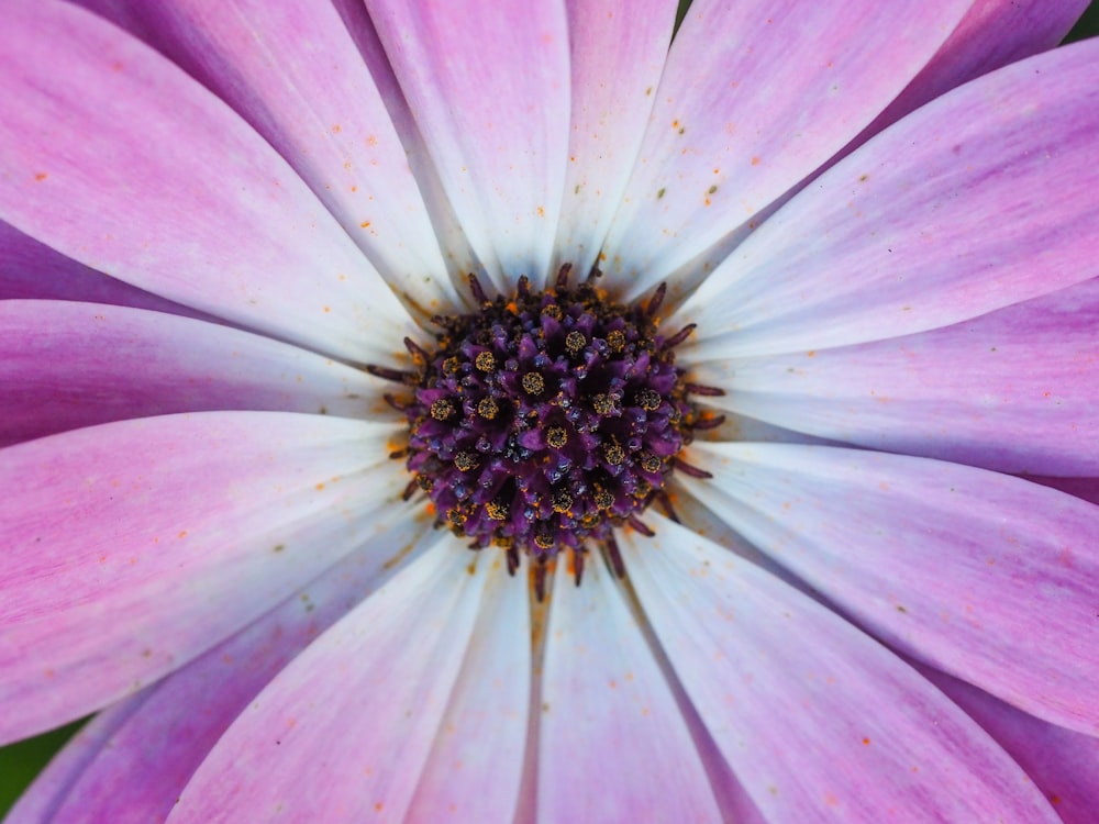 macro photo of purple daisy flower