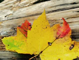 A close-up of vibrant autumn leaves scattered on a rustic wooden table.