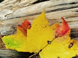 Close-up of colorful autumn leaves on a wooden surface.