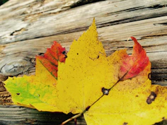 A close-up of colorful autumn leaves scattered on a wooden surface.