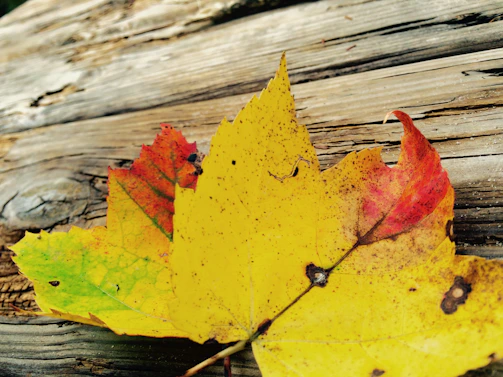 Close-up of colorful autumn leaves scattered on a wooden surface.