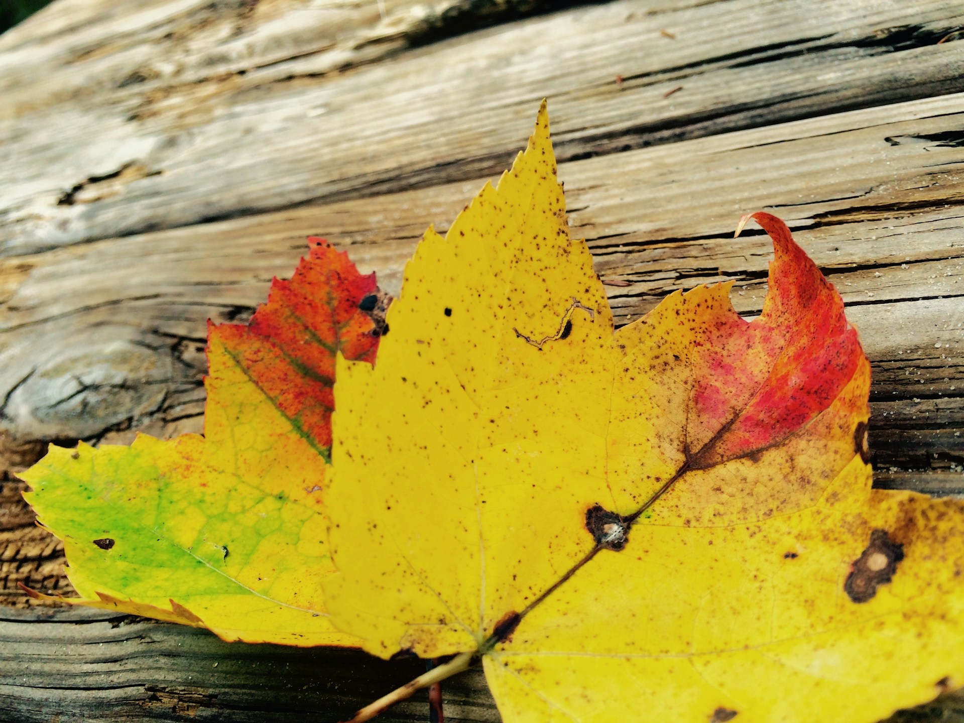 Close-up of colorful autumn leaves scattered on a wooden surface.