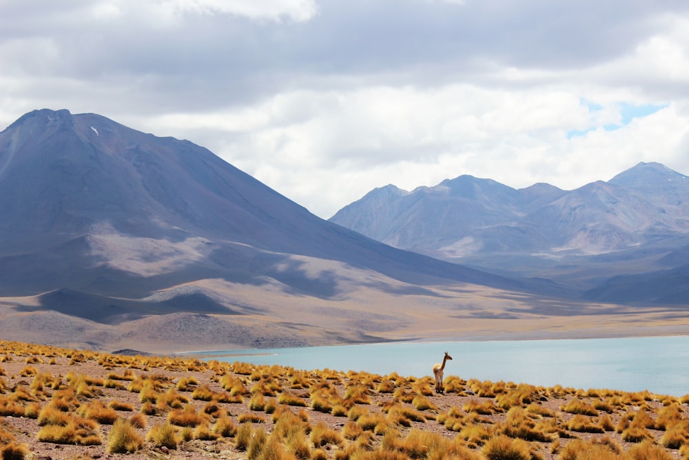 animal standing near body of water and mountains