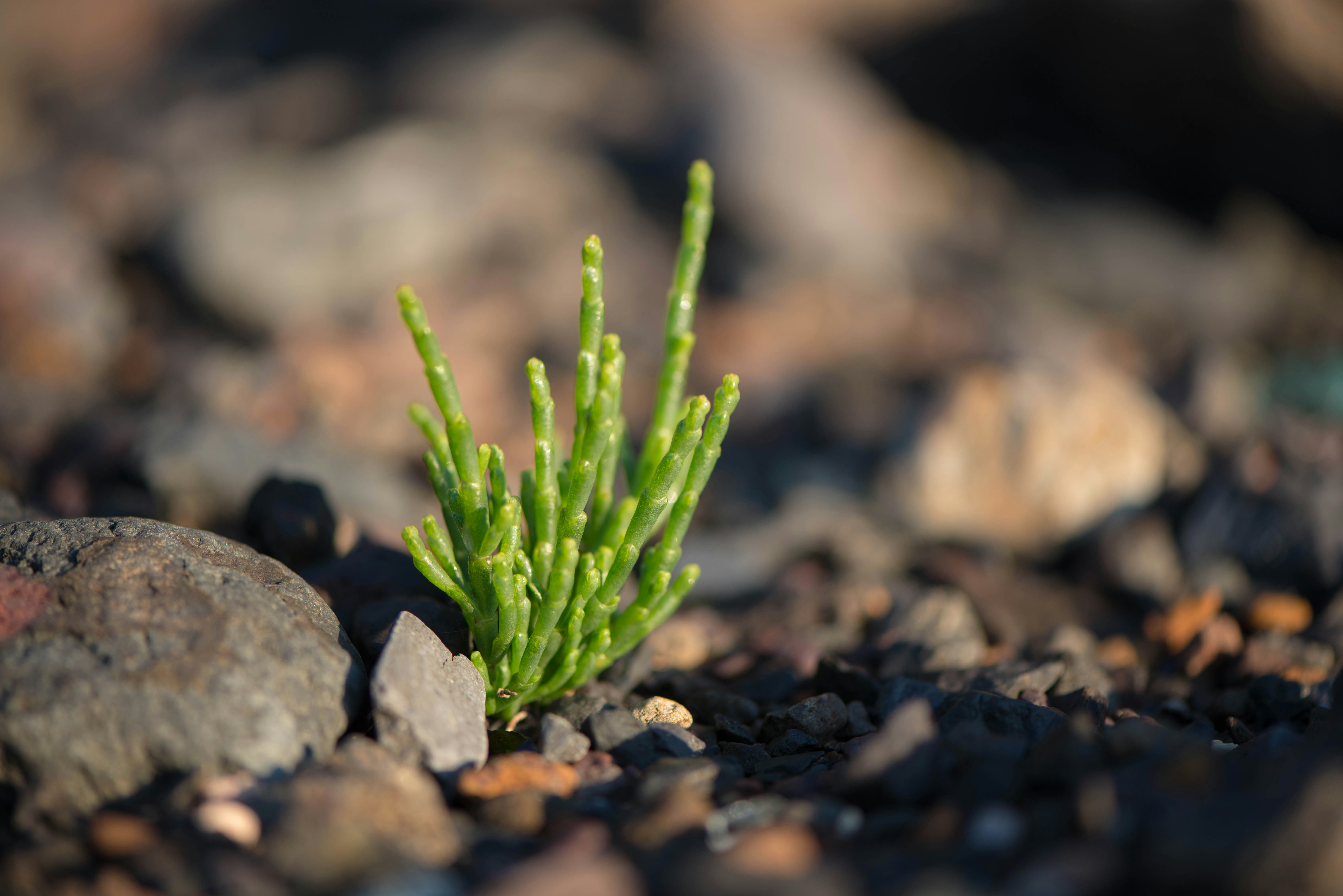 Free Unsplash photo from Steven Foster