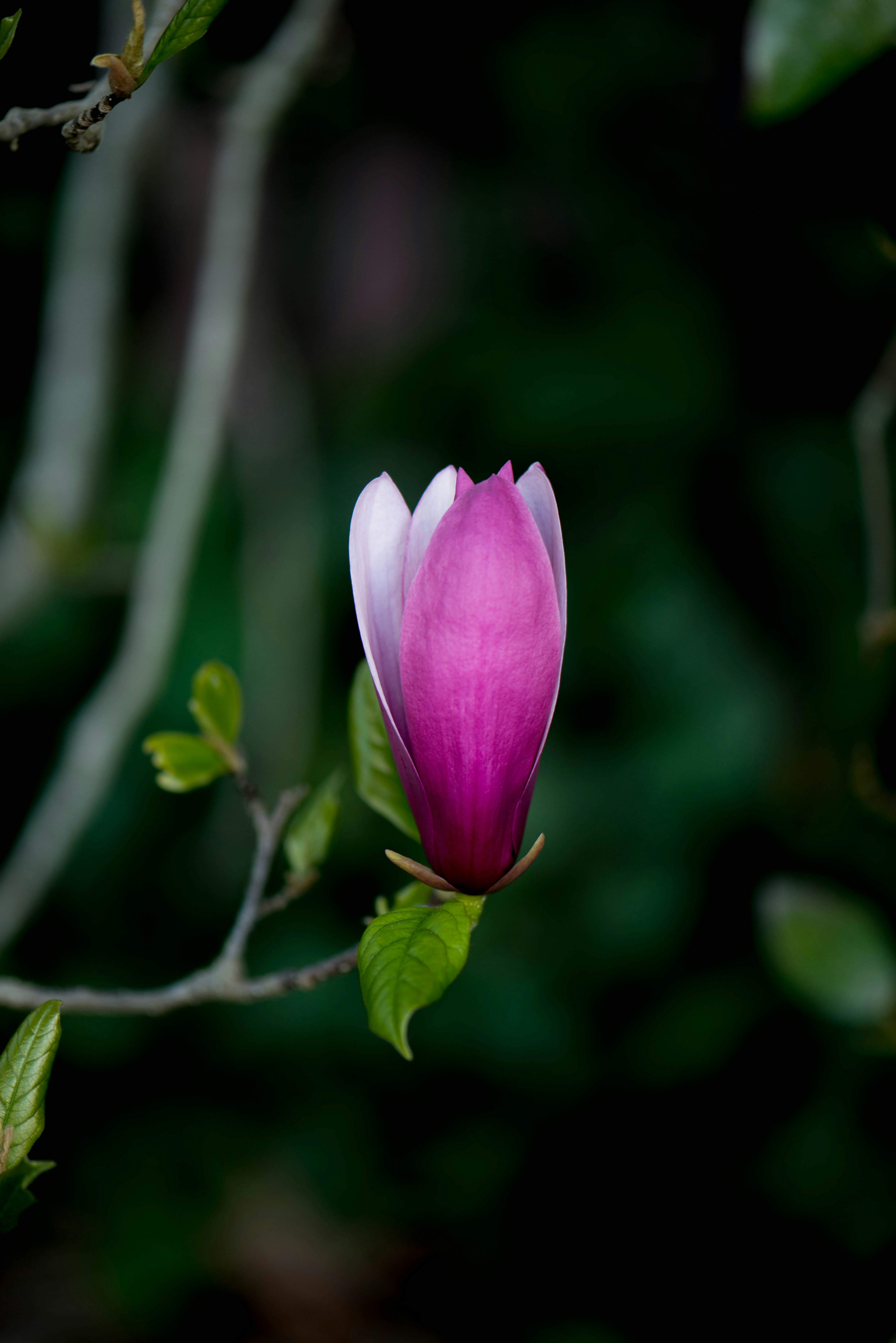 Free Unsplash photo from Steven Foster