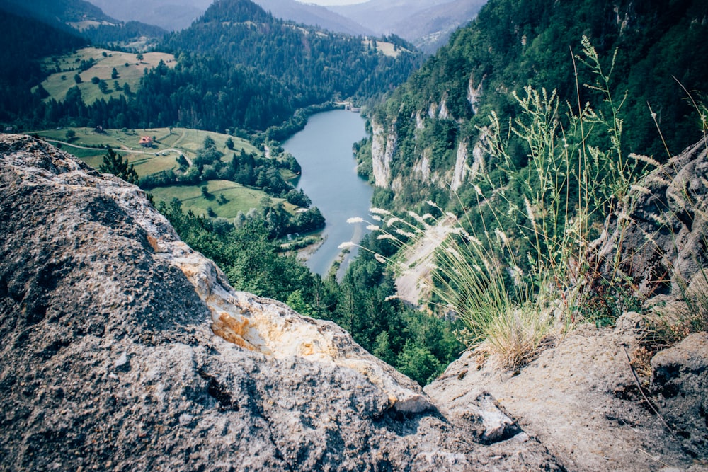 Lago verde vicino alla foresta