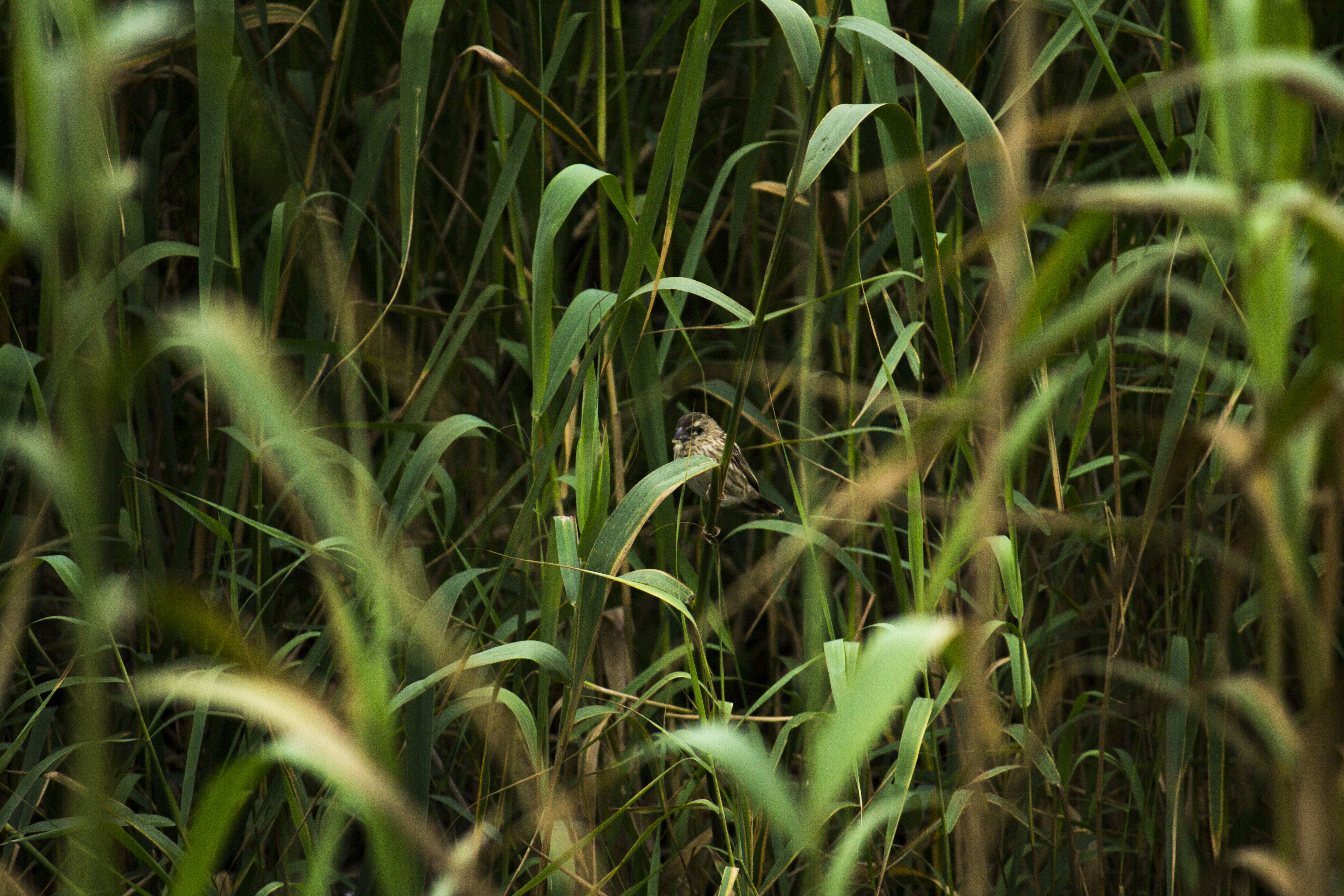 Free Unsplash photo from Jean Gerber