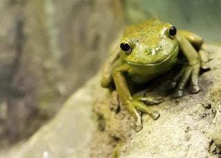 selective focus photography of green frog