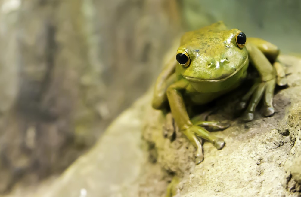 selective focus photography of green frog