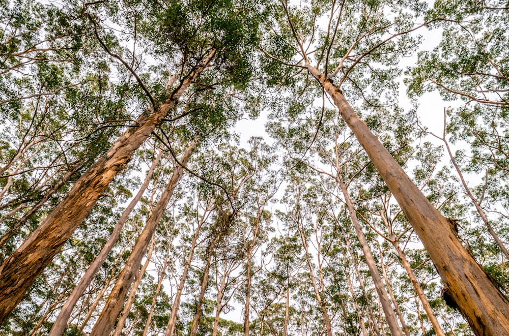 worm's eye view photography of trees