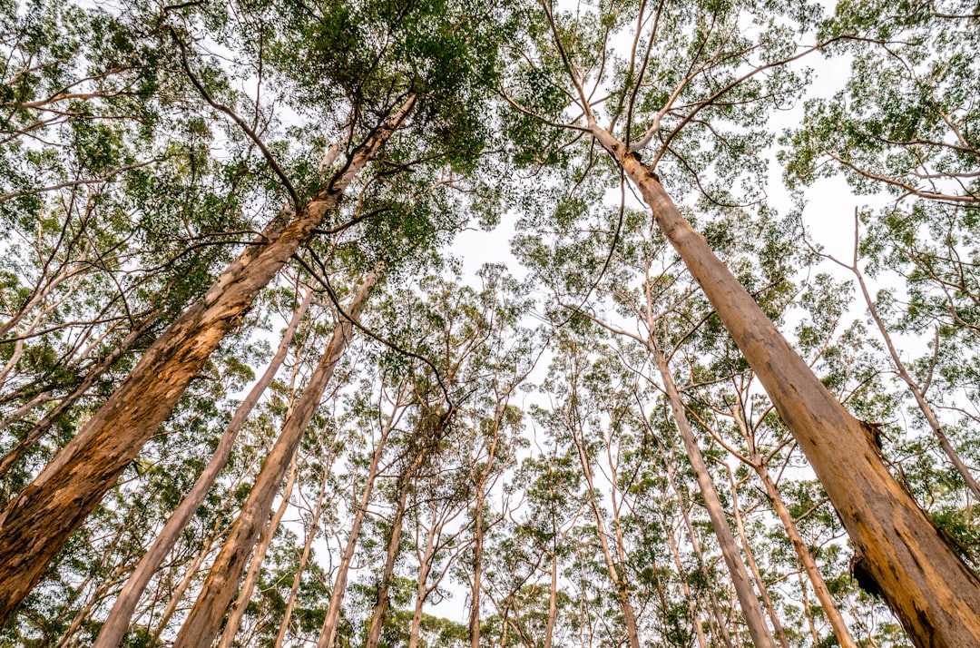 Forest photo spot Boranup Australia