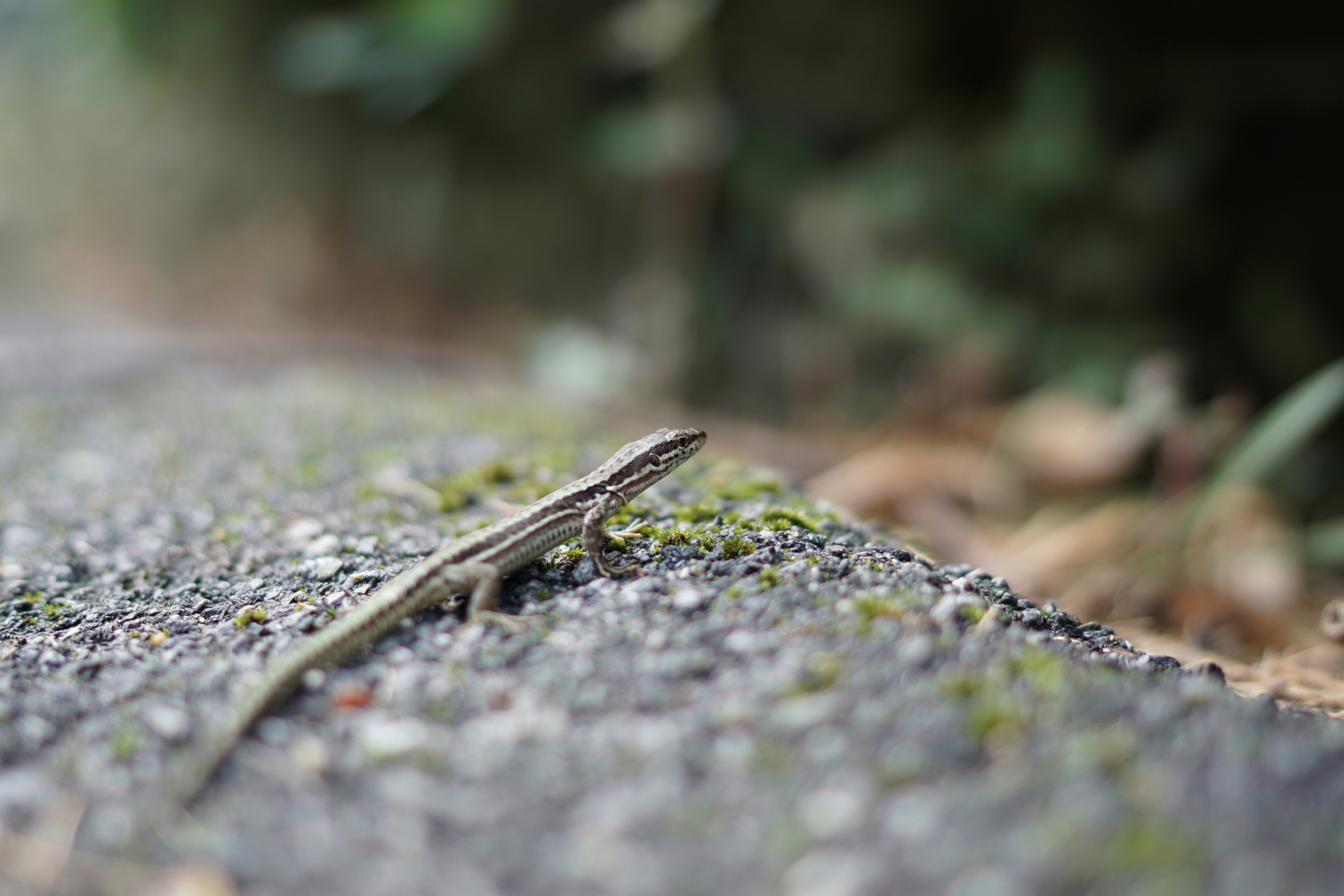 A macro shot of a small lizard sitting on a mossy rock